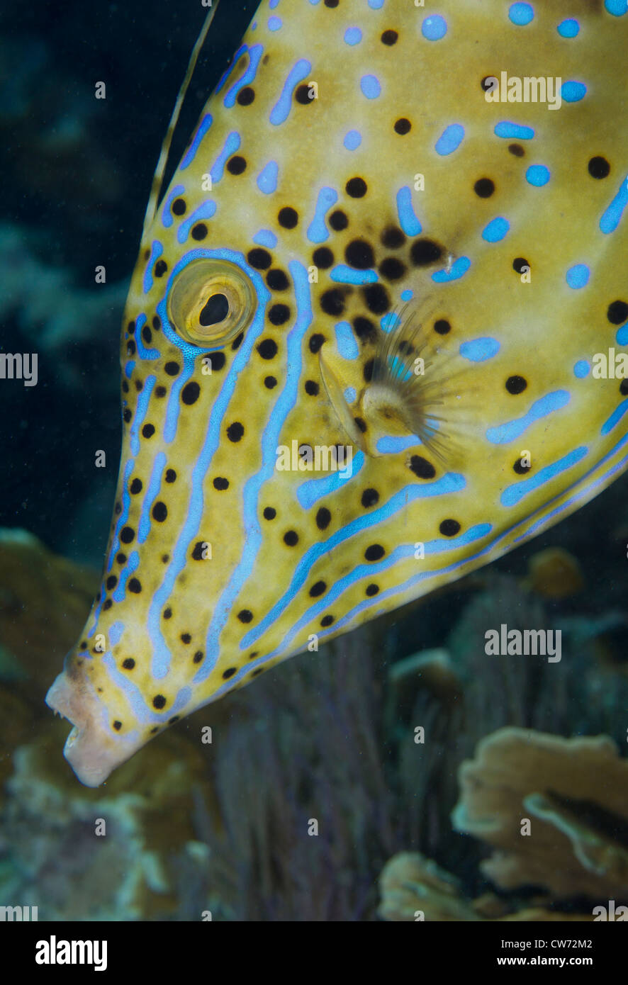 Gros plan du visage de balistes griffonné Banque D'Images