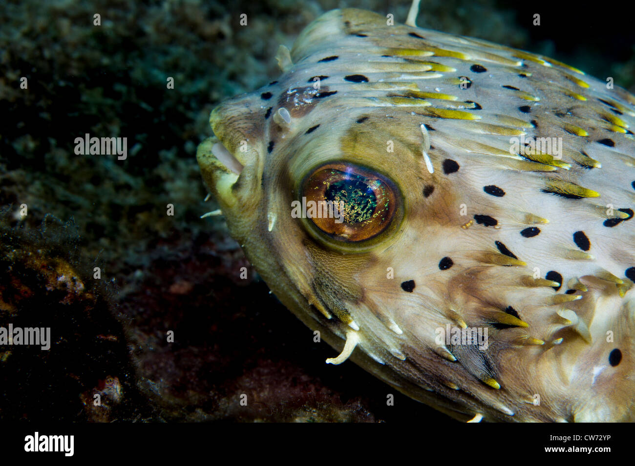 Gros plan du visage et yeux irisés d'un Balloonfish Banque D'Images