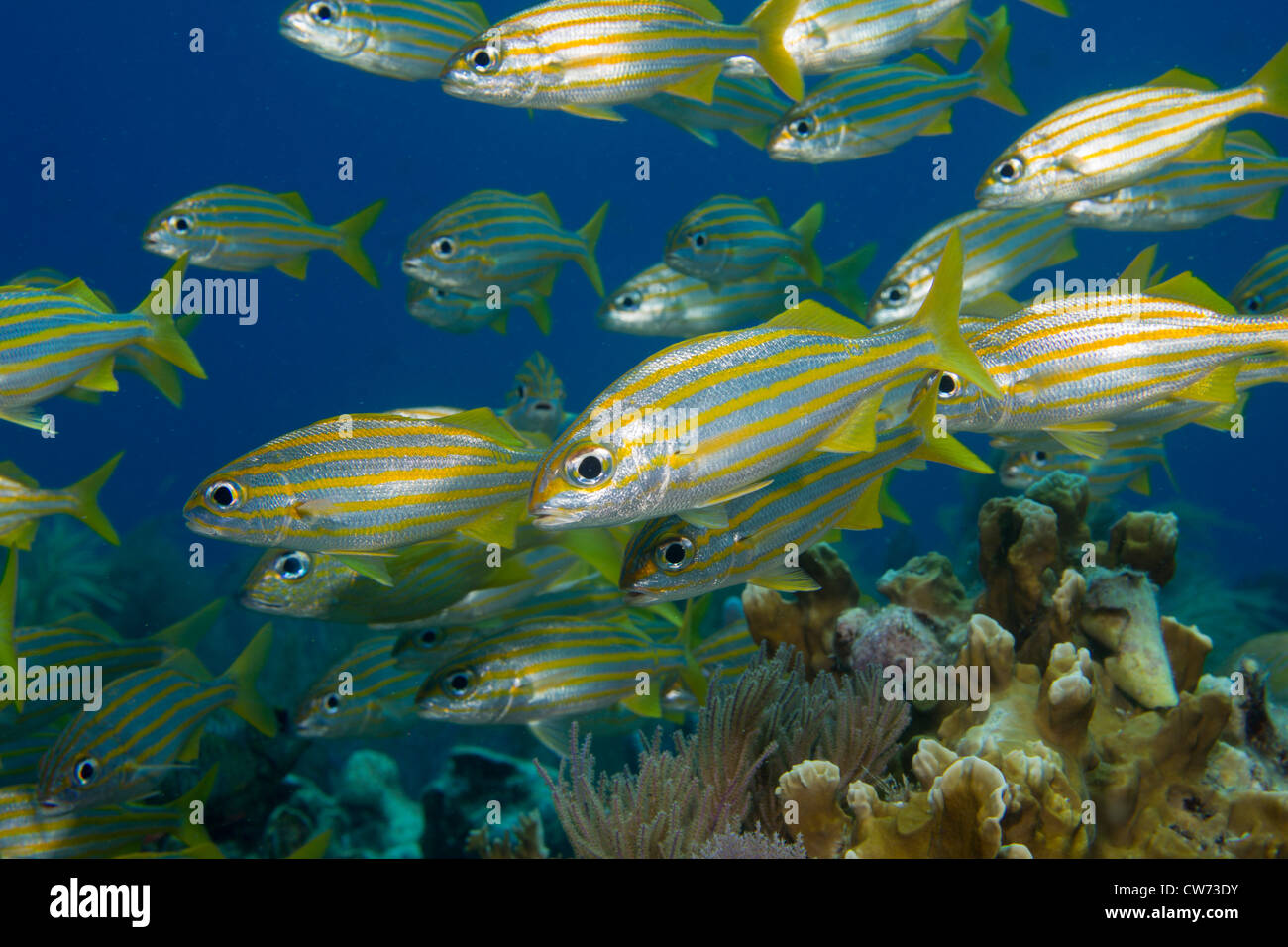 Vol stationnaire au-dessus du haut des grognements d'un récif corail Banque D'Images