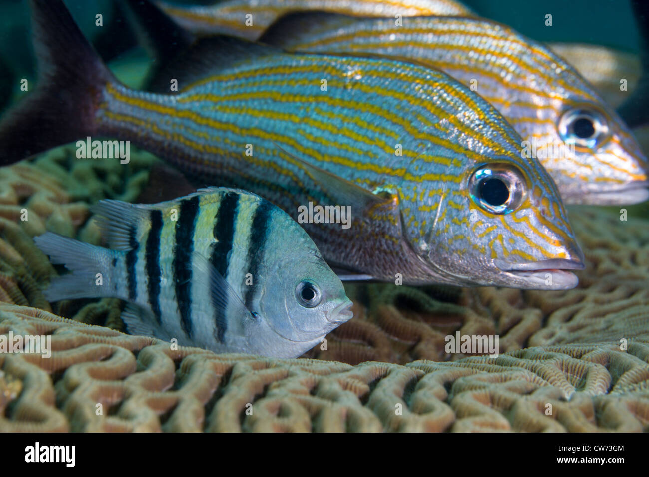 Poisson improbable nestle ensemble dans un renfoncement à Coral Banque D'Images