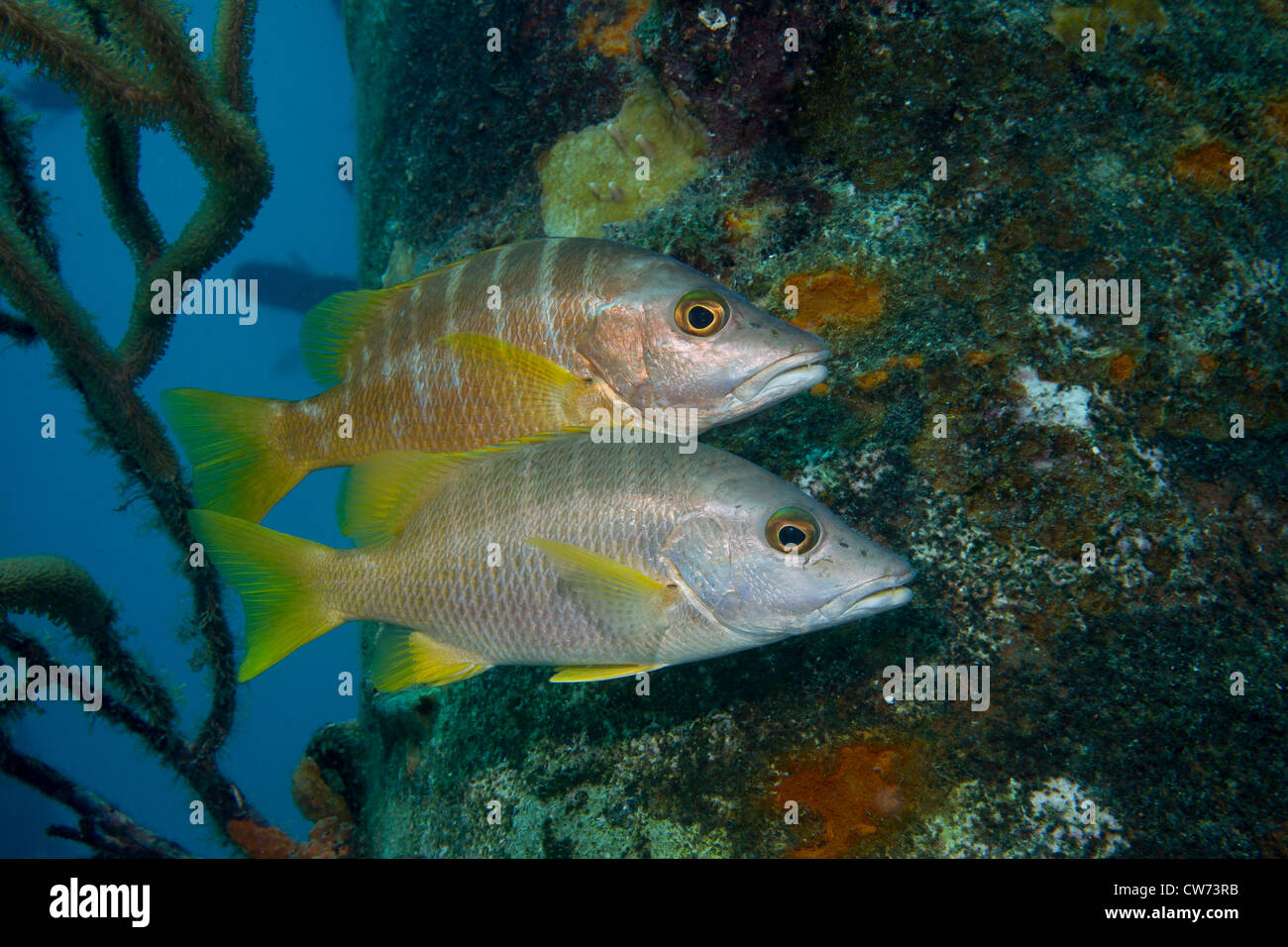 Maître snapper huddle près d'un pieux à l'Embarcadère de sel, Bonaire Banque D'Images