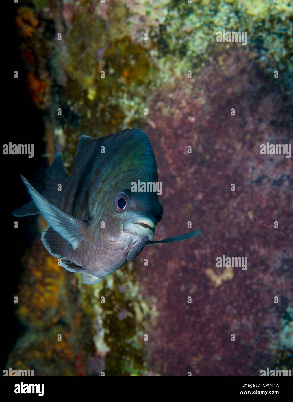 Le sergent major garde la masse des oeufs, Bonaire Banque D'Images