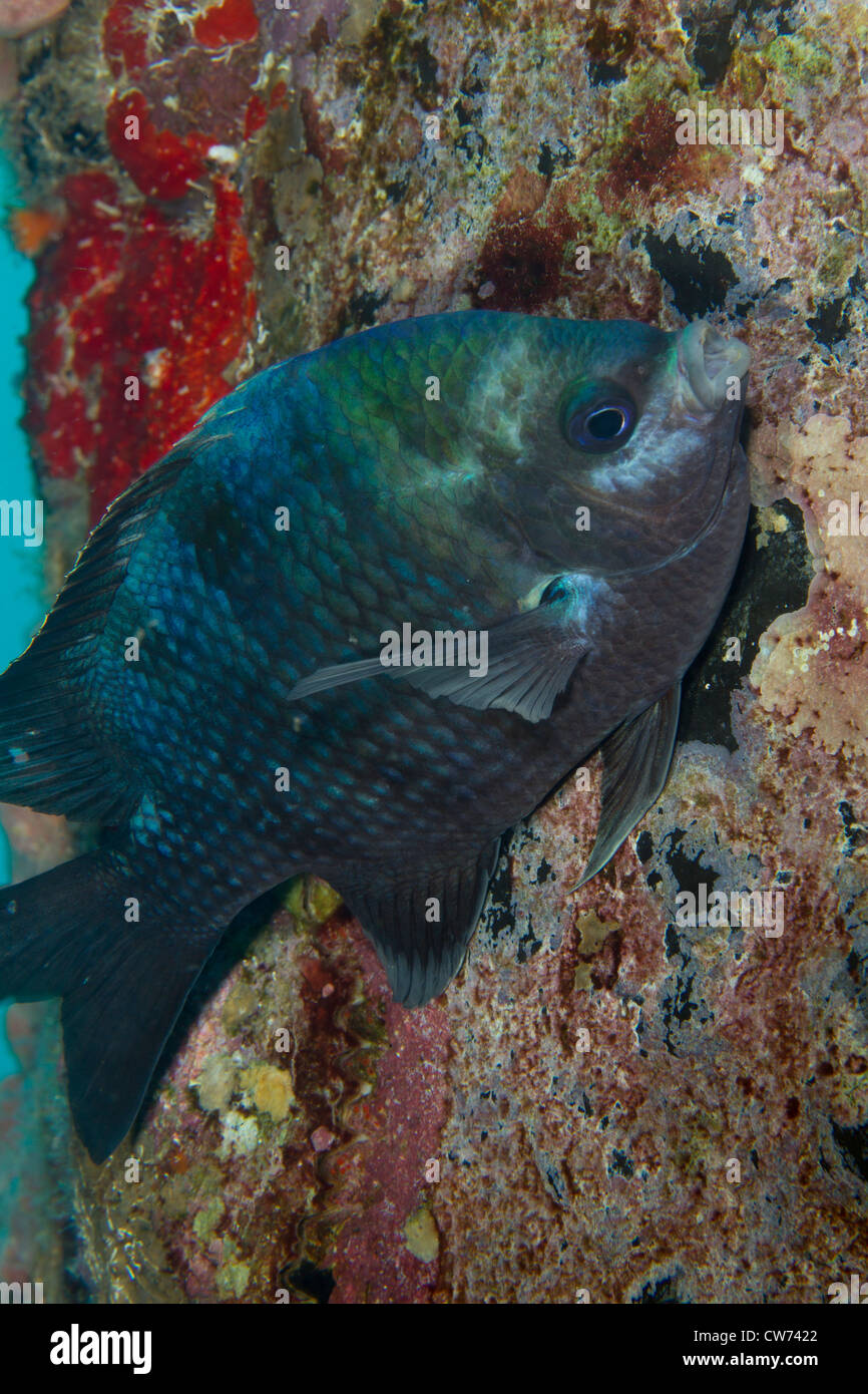 Le sergent major garde la masse des oeufs, Bonaire Banque D'Images
