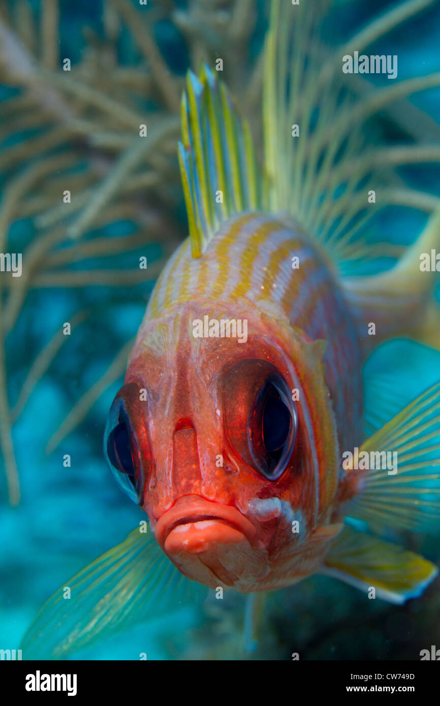 Libre de marignans, face à l'appareil photo Banque D'Images
