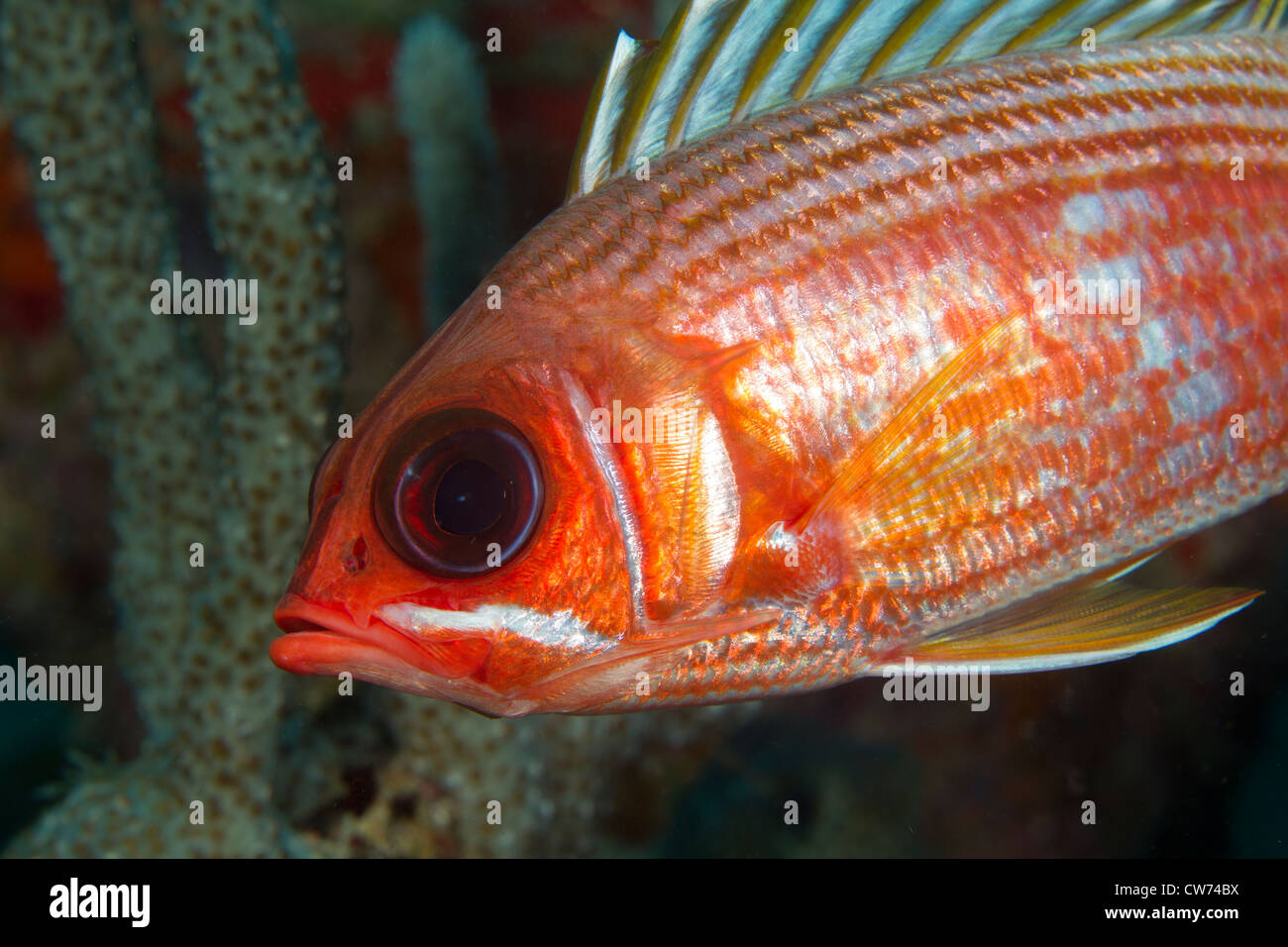 Libre de marignans Banque D'Images