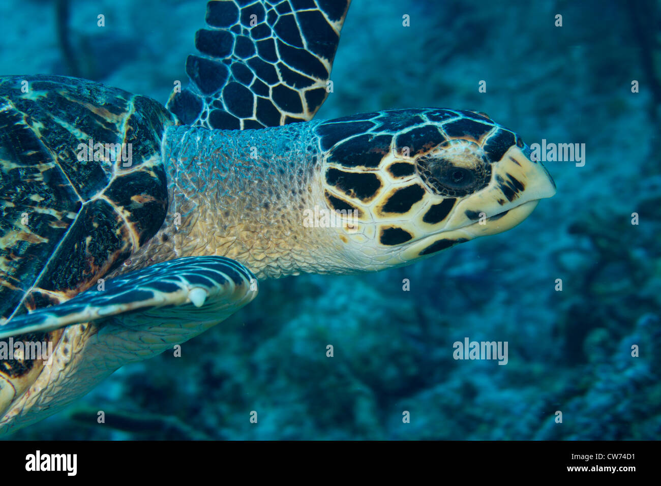 La tortue imbriquée, Key Largo, Floride Banque D'Images