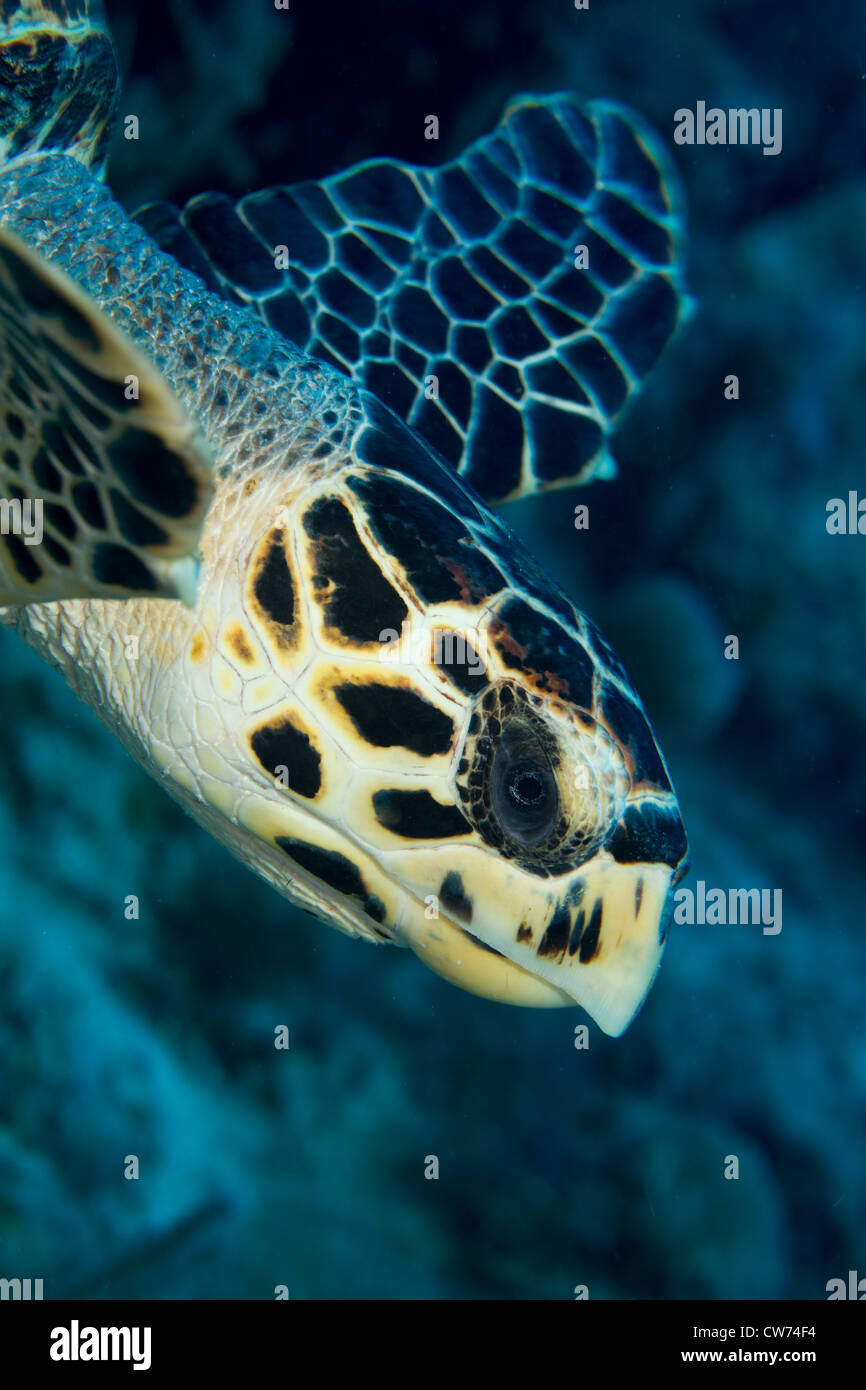 La tortue imbriquée, Key Largo, Floride Banque D'Images