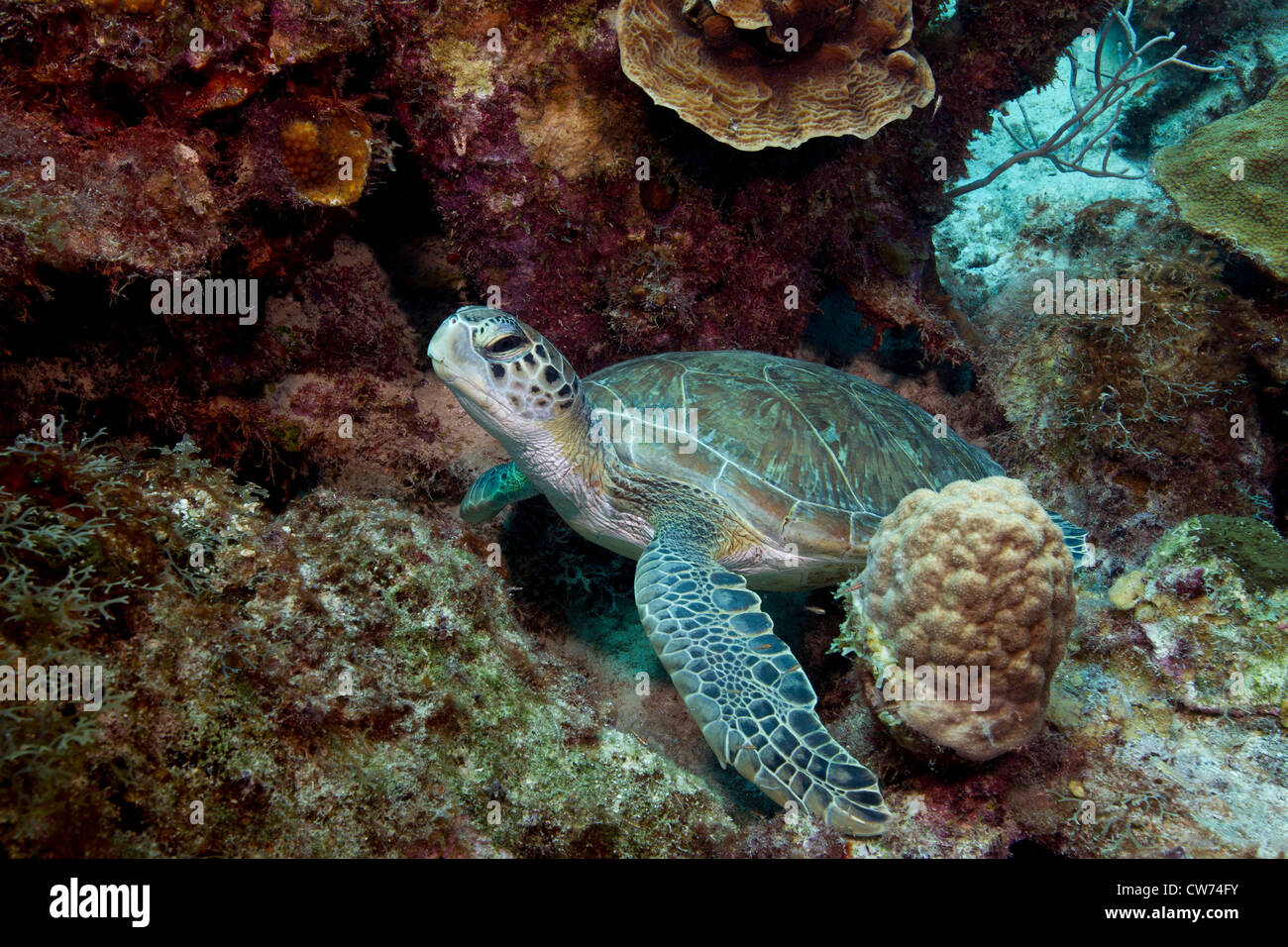 Tortue verte pose en décombres Banque D'Images