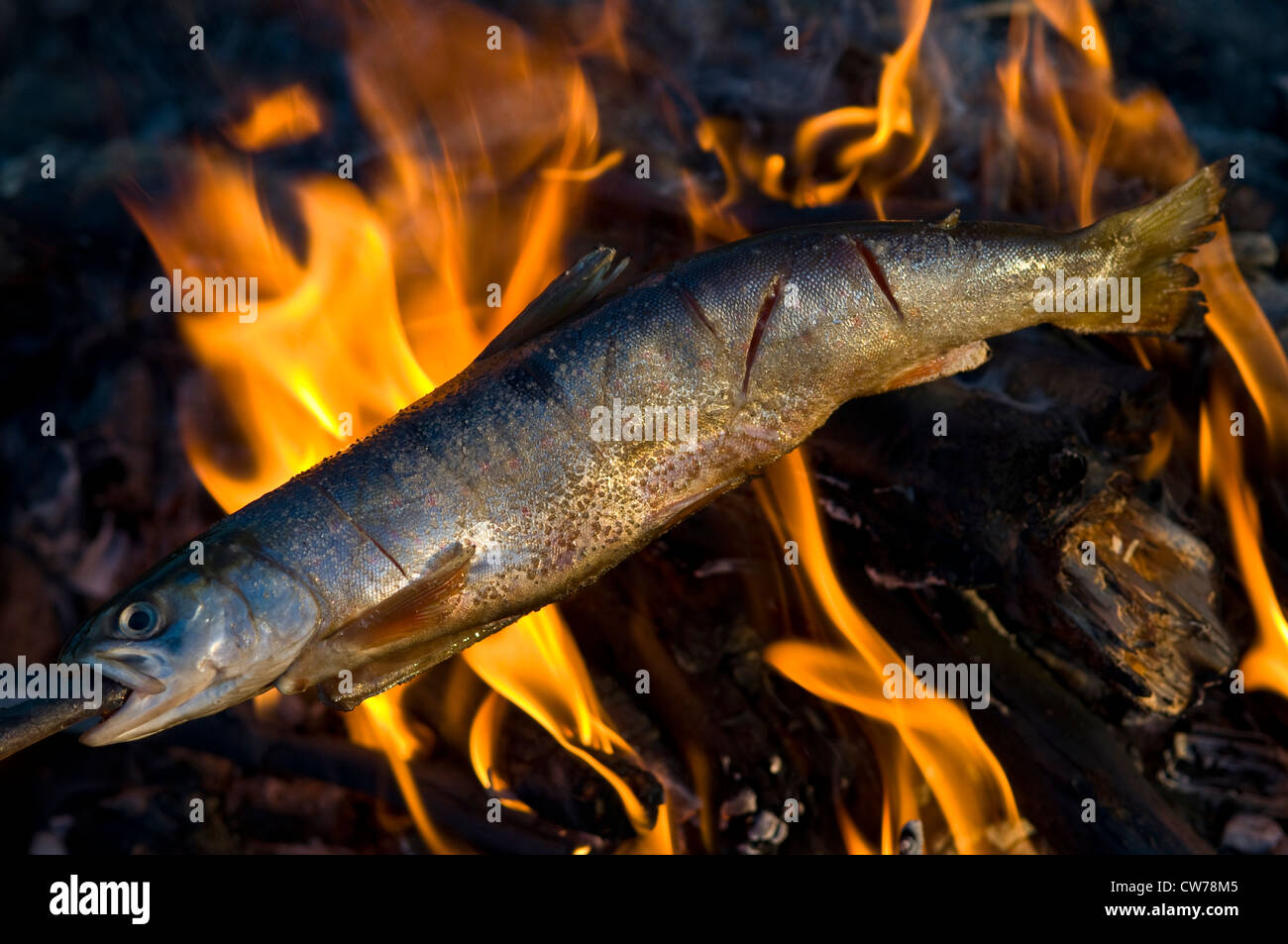 La cuisson du poisson sur un feu de camp, la Suède, la Laponie Banque D'Images