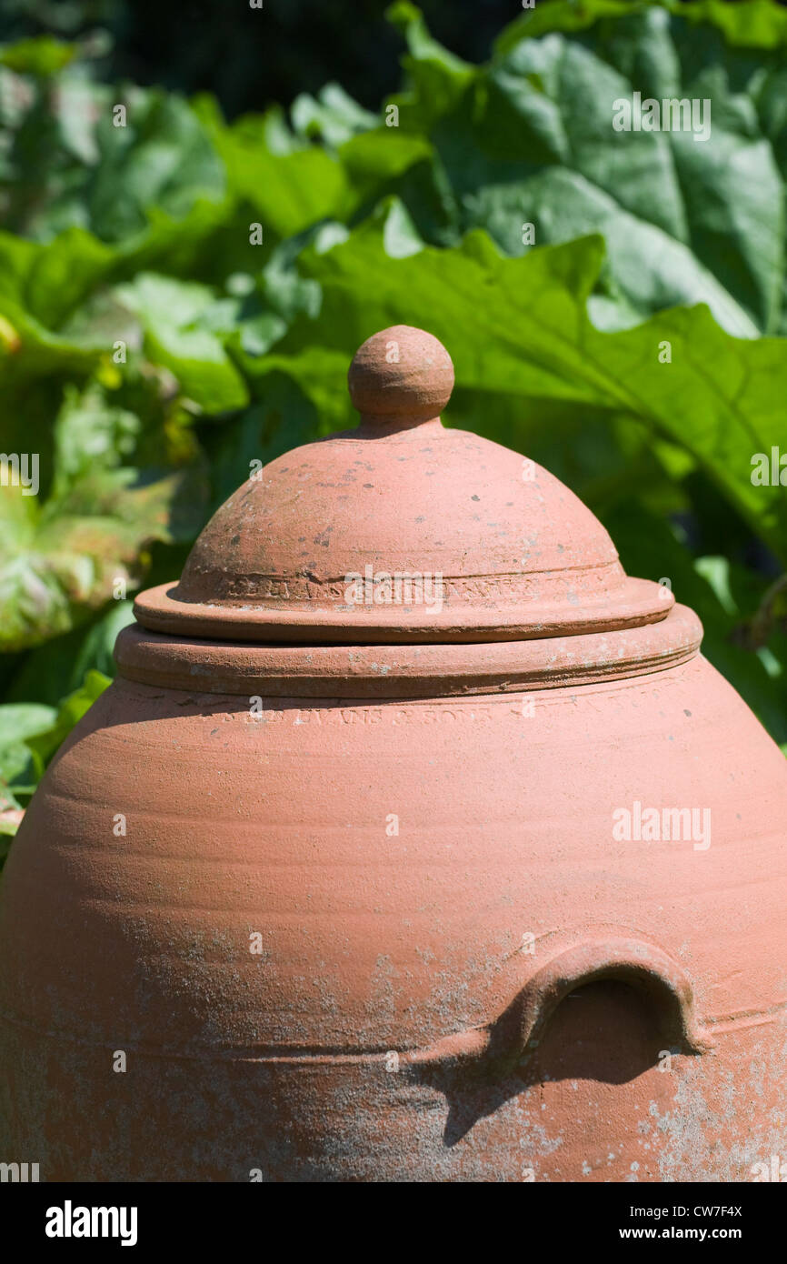 Rheum. La rhubarbe derrière un forçage traditionnel pot. Banque D'Images