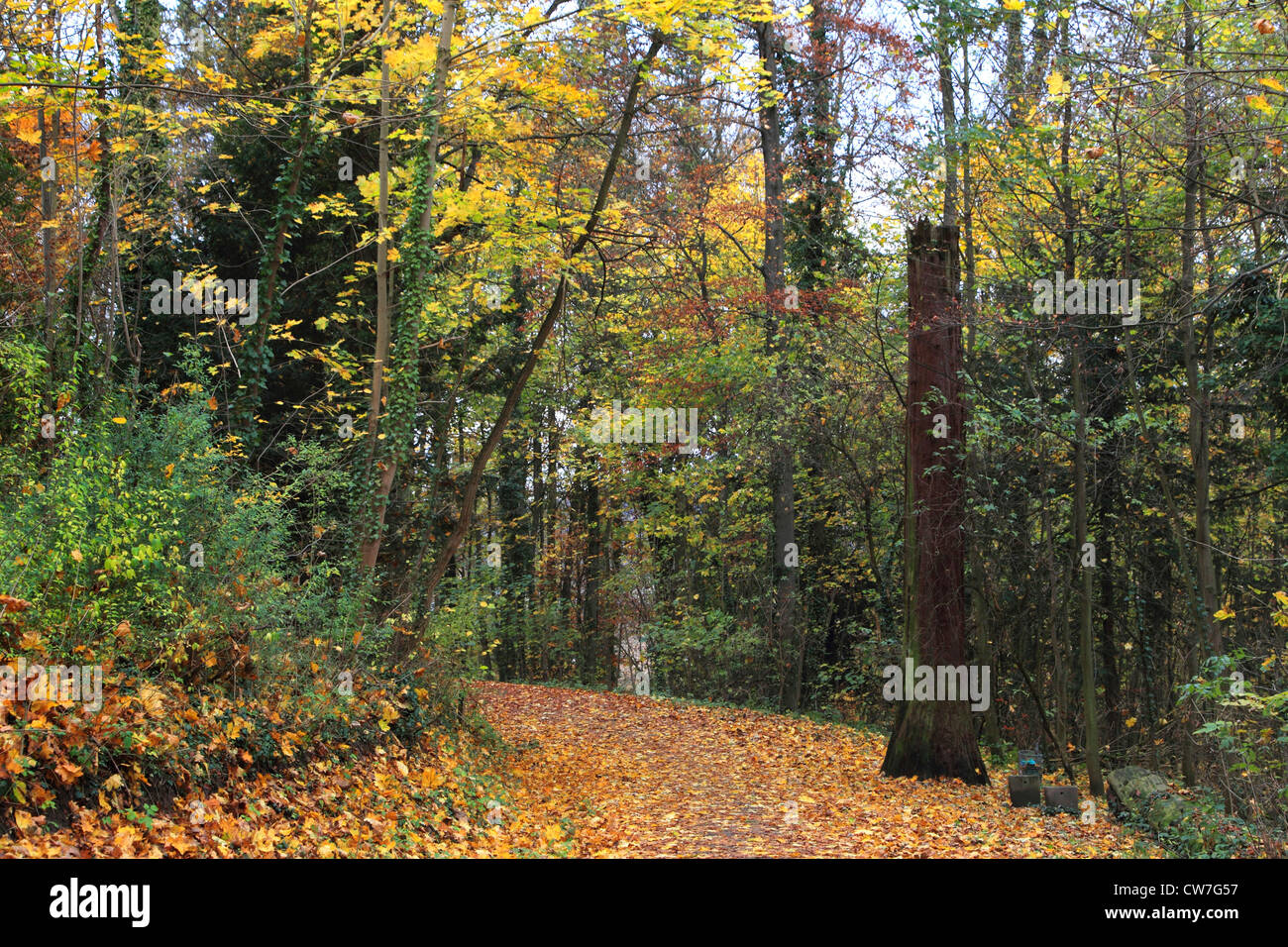 Chemin dans la forêt d'automne, l'Allemagne, l'Odenwald Banque D'Images