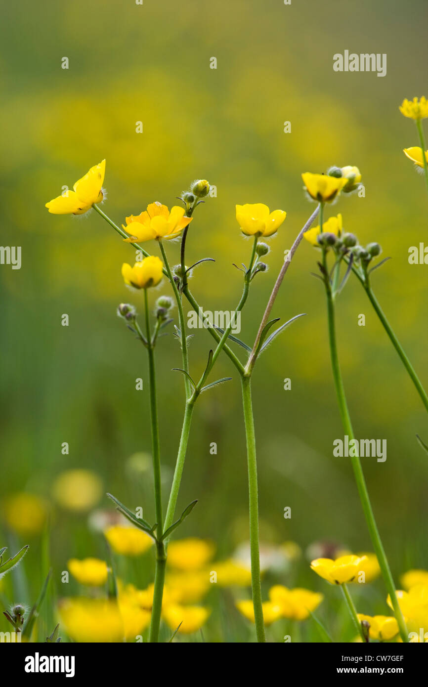 Meadow buttercup, Ranunculus repens. UK. Banque D'Images