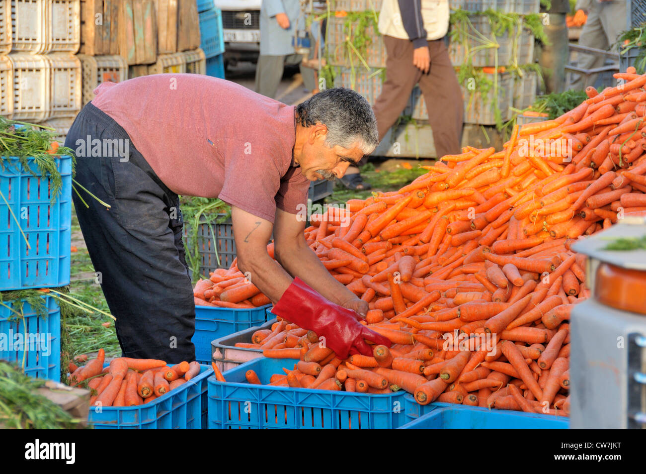 Tri des carottes sur l'homme, marché, Maroc Inezgane Banque D'Images