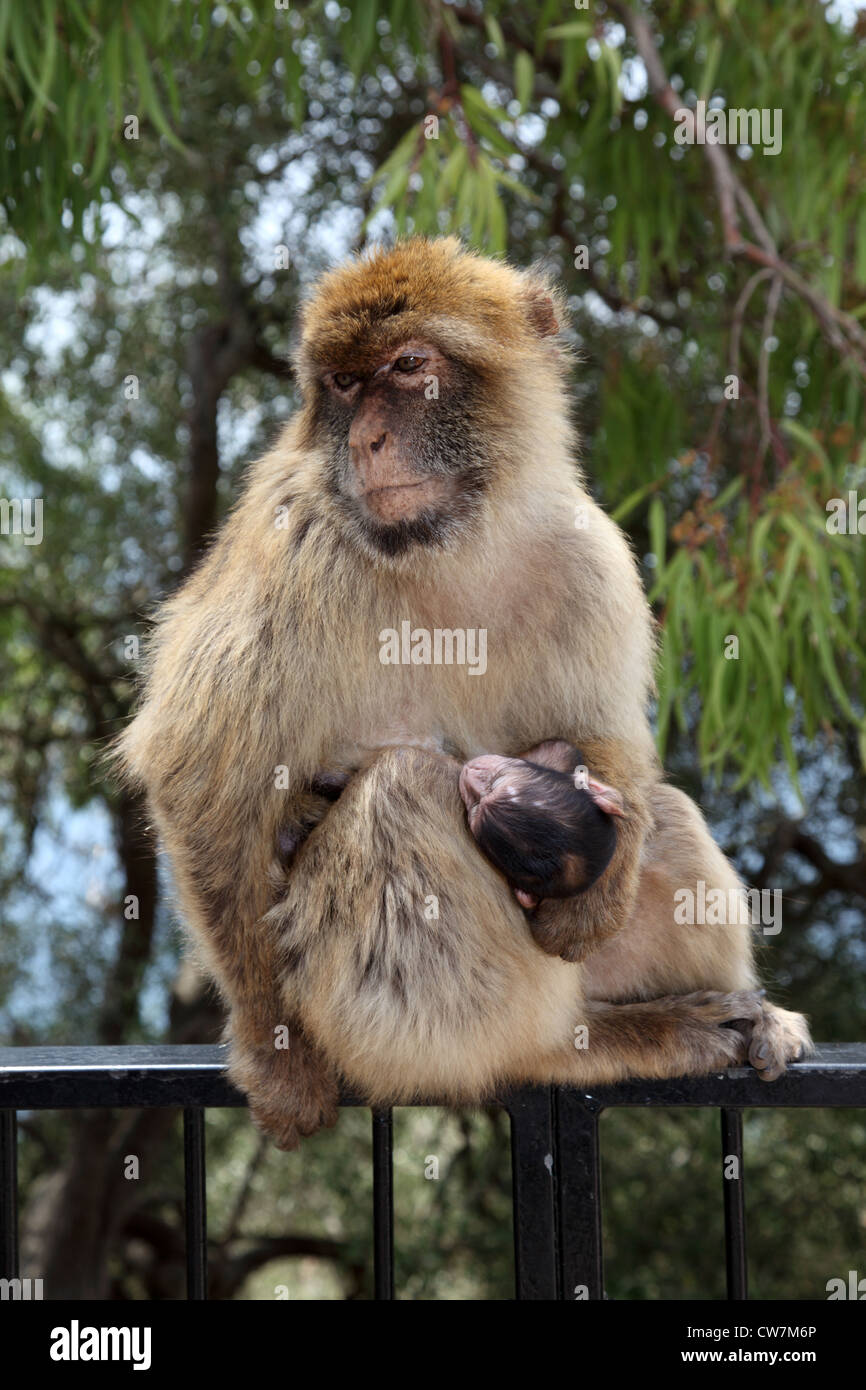 Semi-sauvages Macaques de Barbarie à Gibraltar Banque D'Images