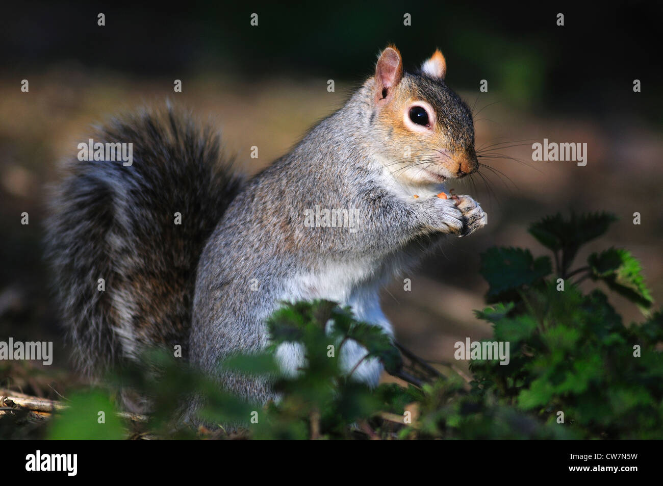Un écureuil gris au rez-UK Banque D'Images
