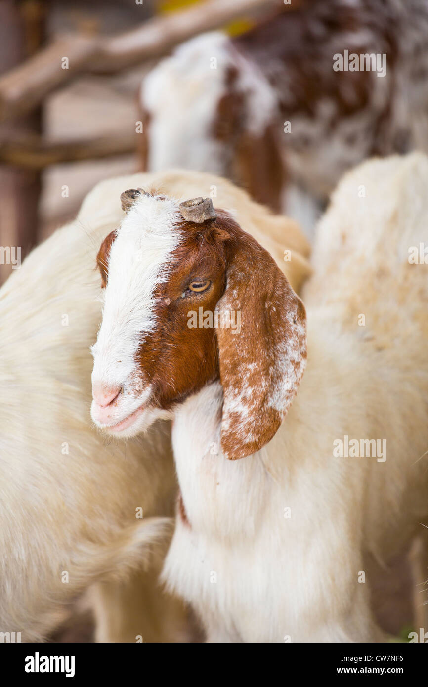 Les boucs Banque de photographies et d’images à haute résolution - Alamy