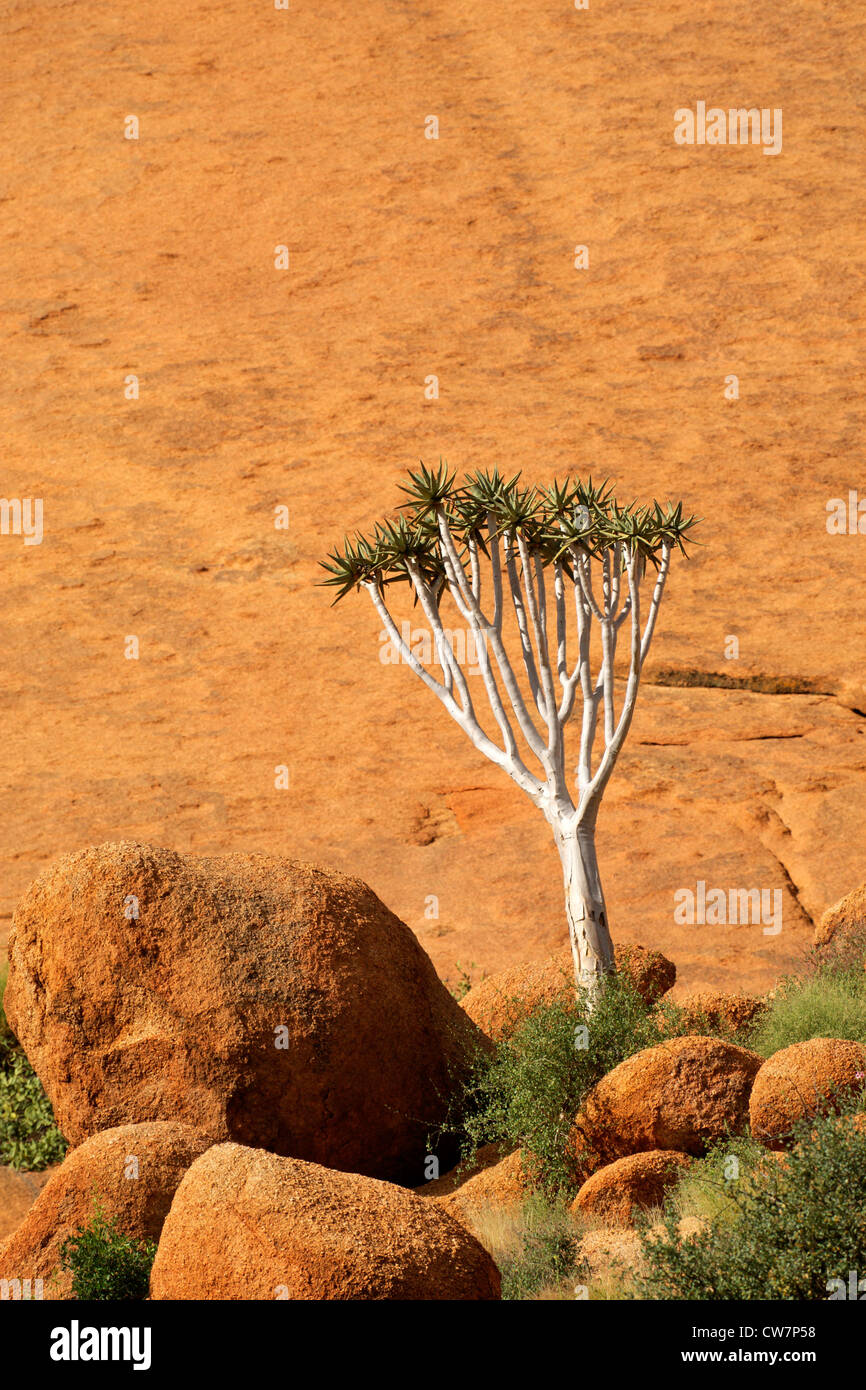 Un carquois arbres (Aloe dichotoma) contre un rocher, Spitzkoppe, Namibie, Afrique du Sud Banque D'Images