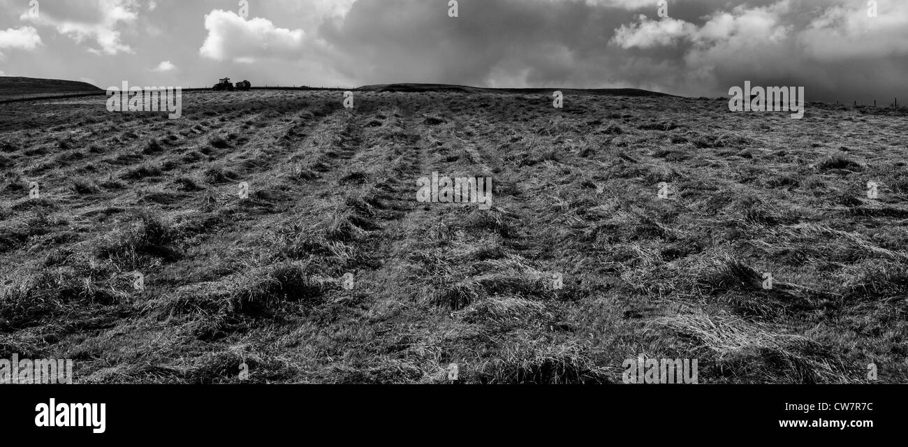 Lignes d'herbe coupée en attente d'être mis en balles avec le tracteur sur horizon fenaison teesdale Banque D'Images