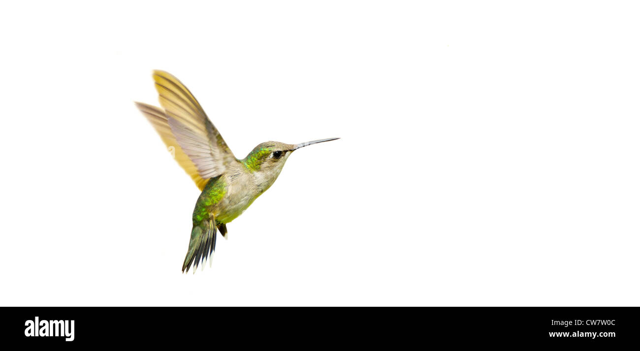 oiseau-colibri-sur-fond-blanc-banque-d-images-d-tour-es-alamy