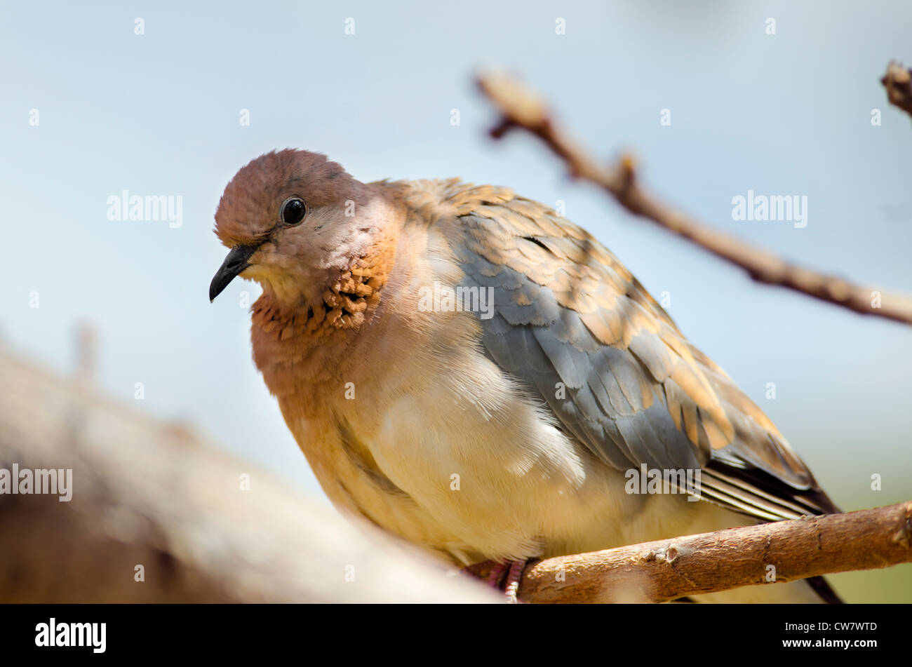 Laughing Dove Banque D'Images