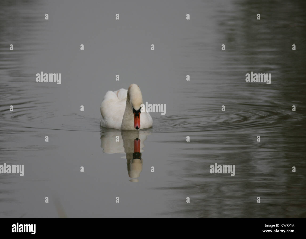 Un cygne muet photographié dans le Royaume-Uni. Banque D'Images