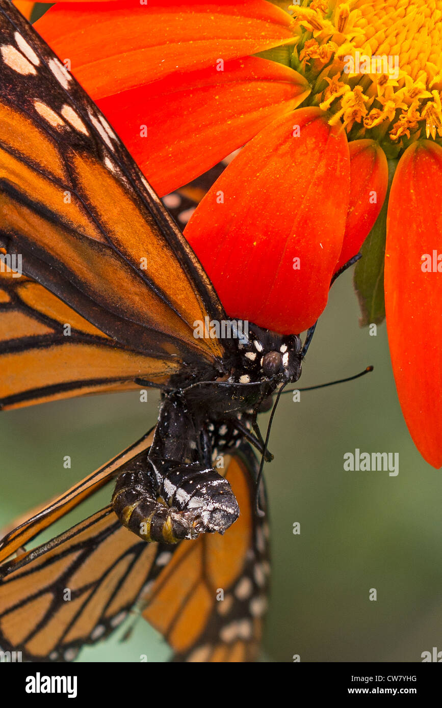 Détail de l'accouplement de papillons monarques Banque D'Images
