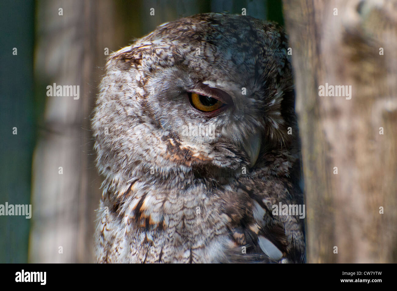 Close-up d'un hibou. Banque D'Images