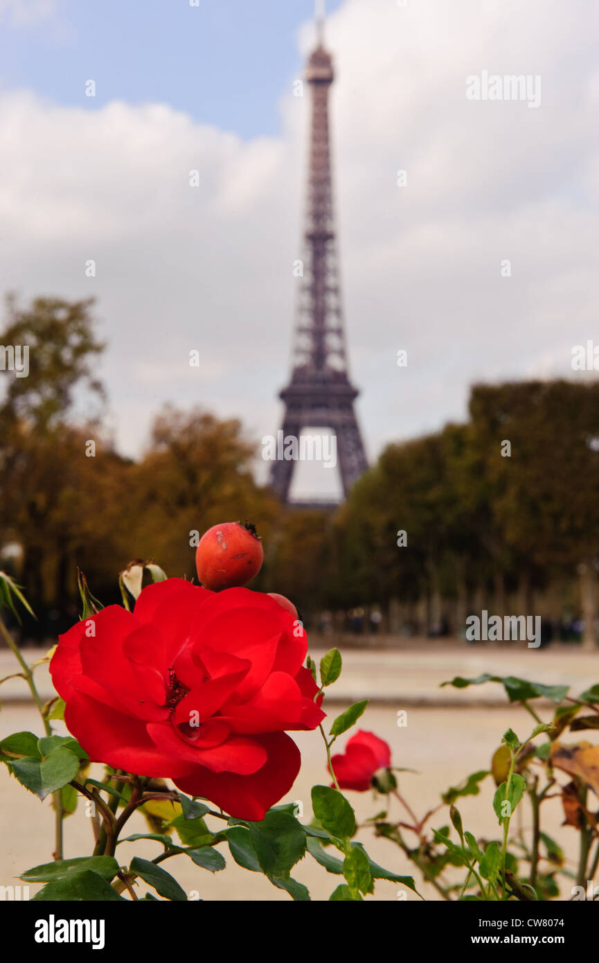 Une Rose Rouge Et La Tour Eiffel Photo Stock Alamy