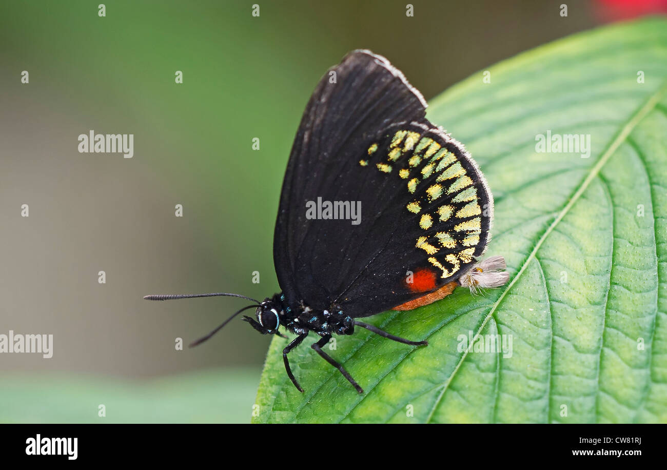 Un papillon à l'Atala reste Banque D'Images Un papillon à l'Atala reste Banque D'Images