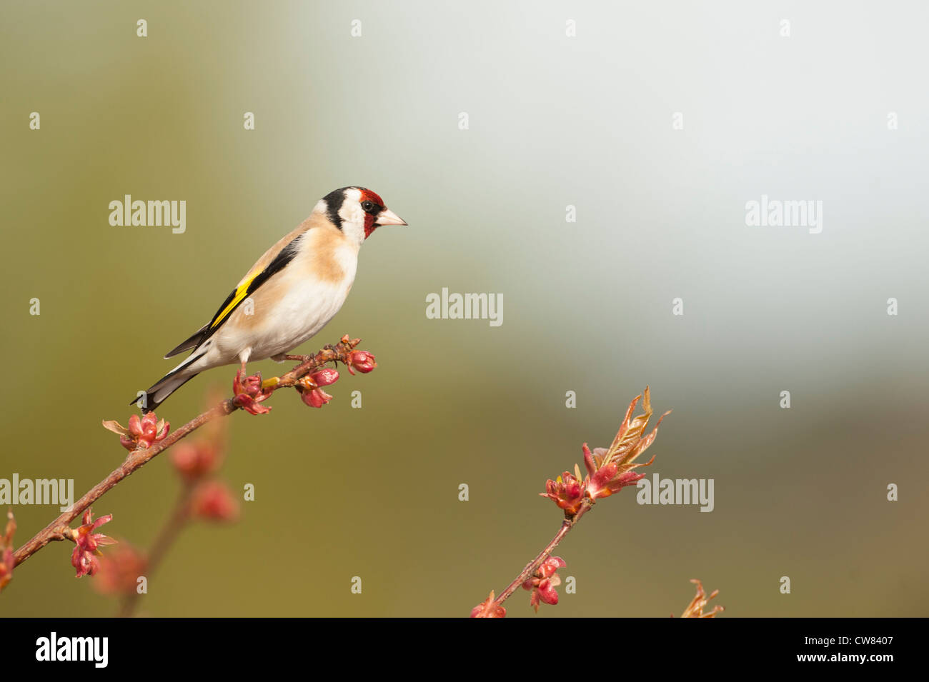 Un Chardonneret se trouve sur le bord d'un cerisier en Ecosse. Banque D'Images