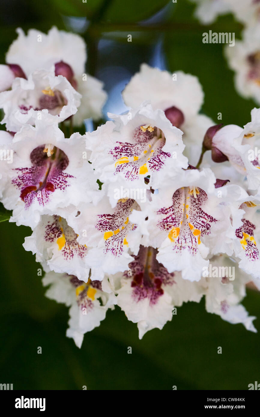 Catalpa bignonioides fleur. Arbre généalogique de haricots indiens. Banque D'Images