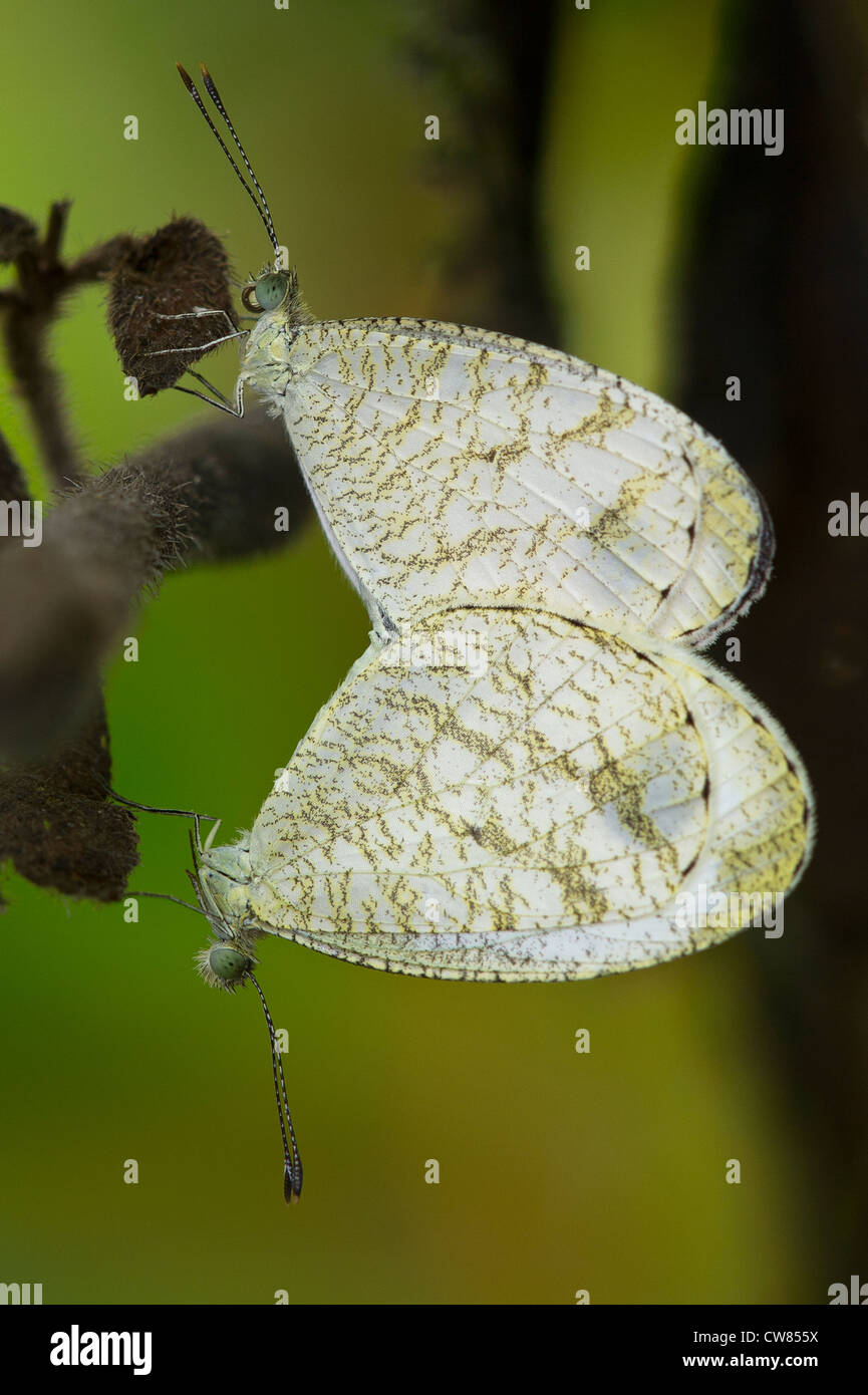 L'accouplement des papillons blanc bois Banque D'Images