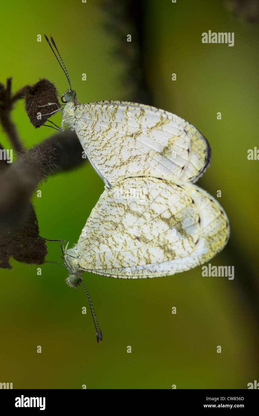 L'accouplement des papillons blanc bois Banque D'Images