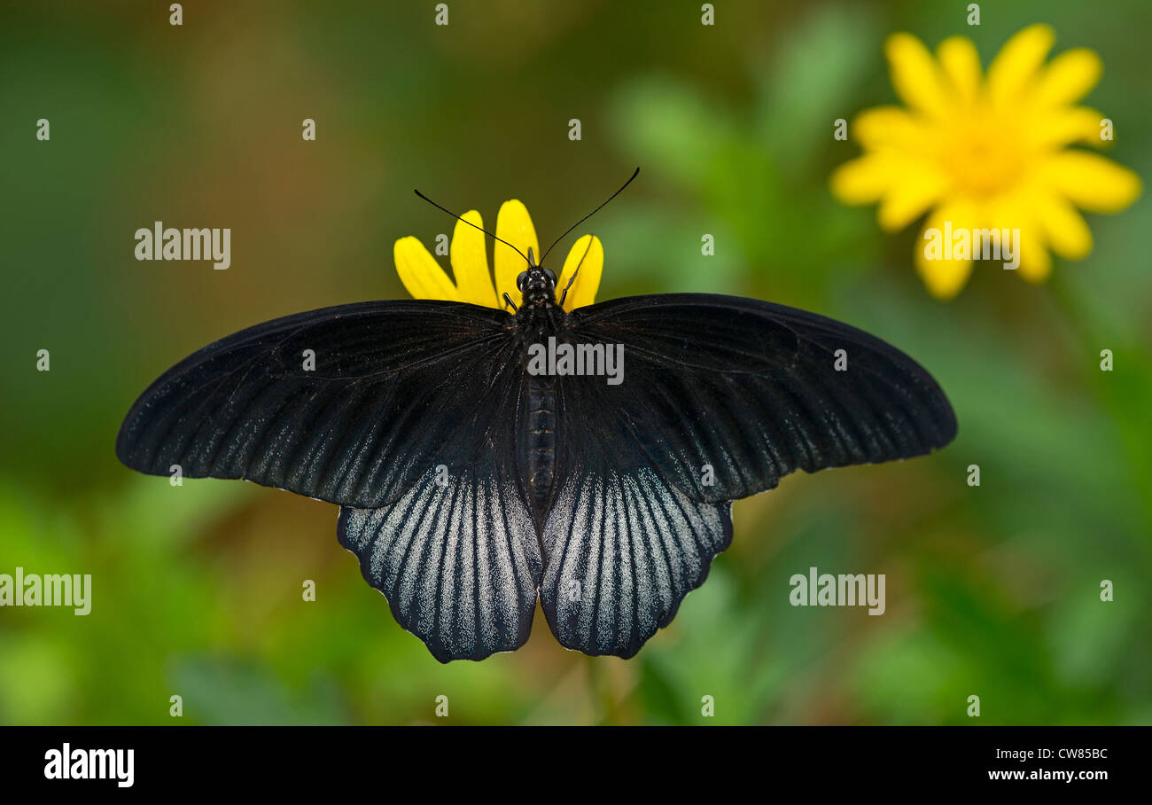 Une asiatique Swallowtail butterfly Banque D'Images