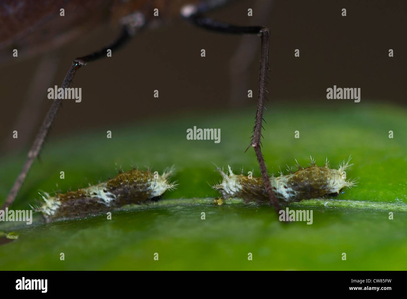 Les jeunes larves du machaon Thoas Banque D'Images