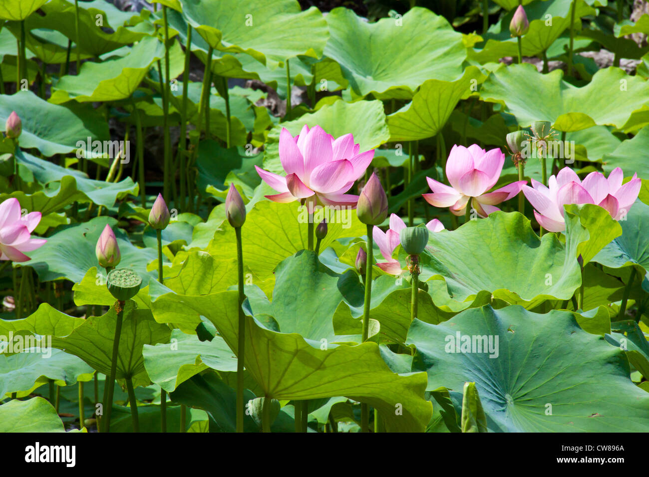 Une ligne de lotus rose fleurs en milieu de feuilles de lotus vert...dans une journée ensoleillée Banque D'Images