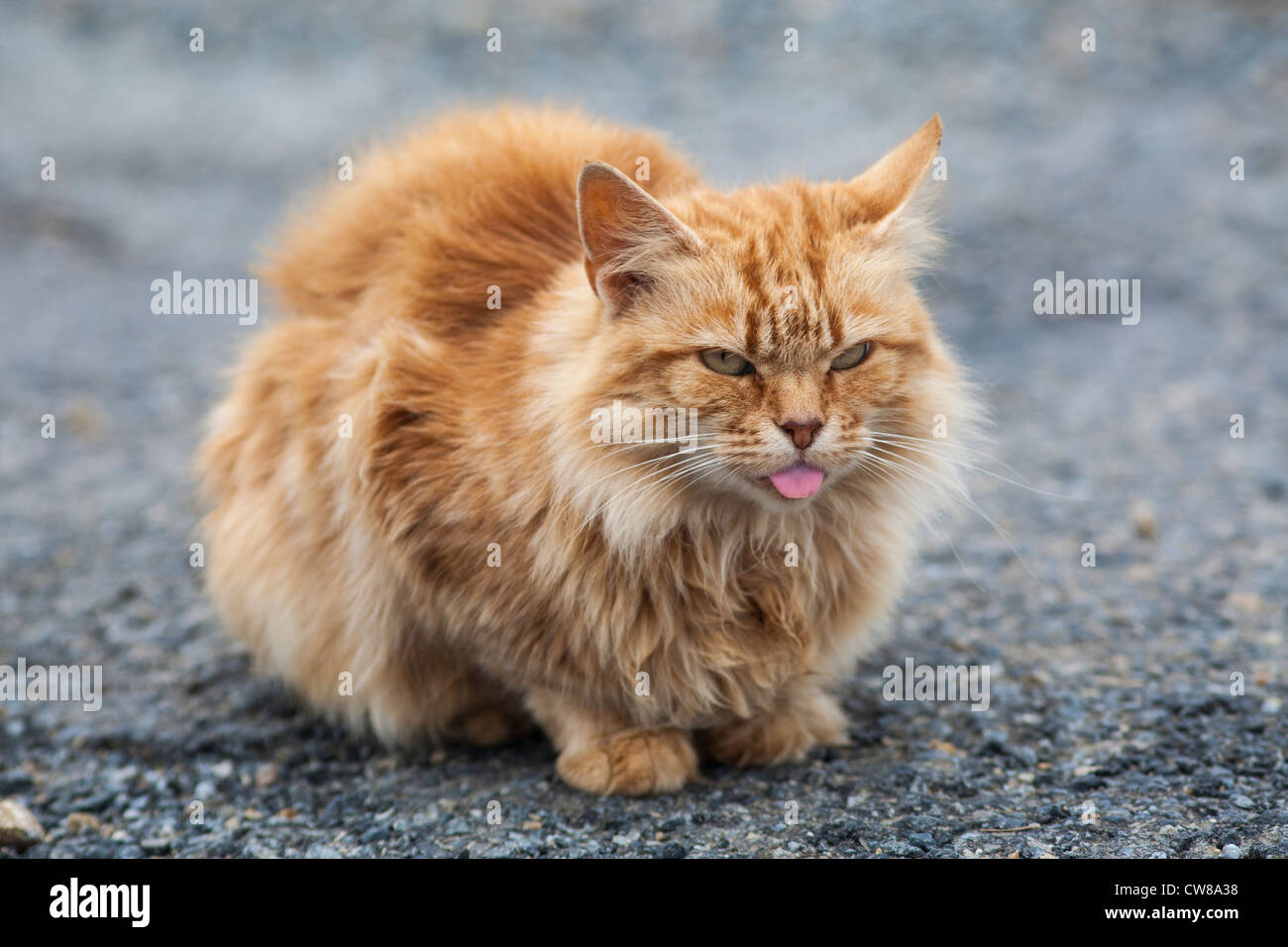 Chat avec gingembre langue Banque D'Images