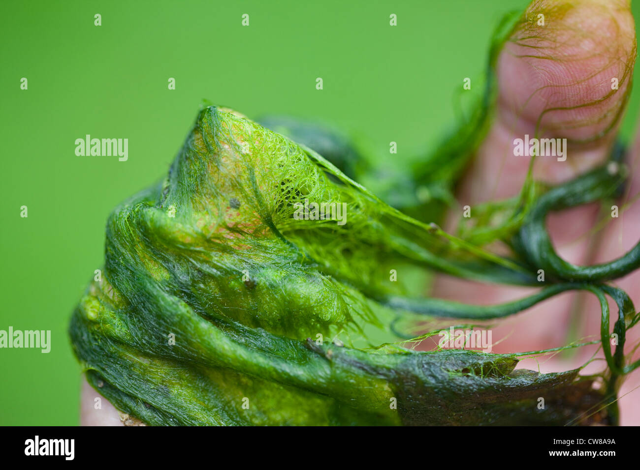Couverture contre les mauvaises herbes (Cladophora sp. ) . Algues filamenteuses, tenue à la main. Glanés dans un étang en été. Banque D'Images