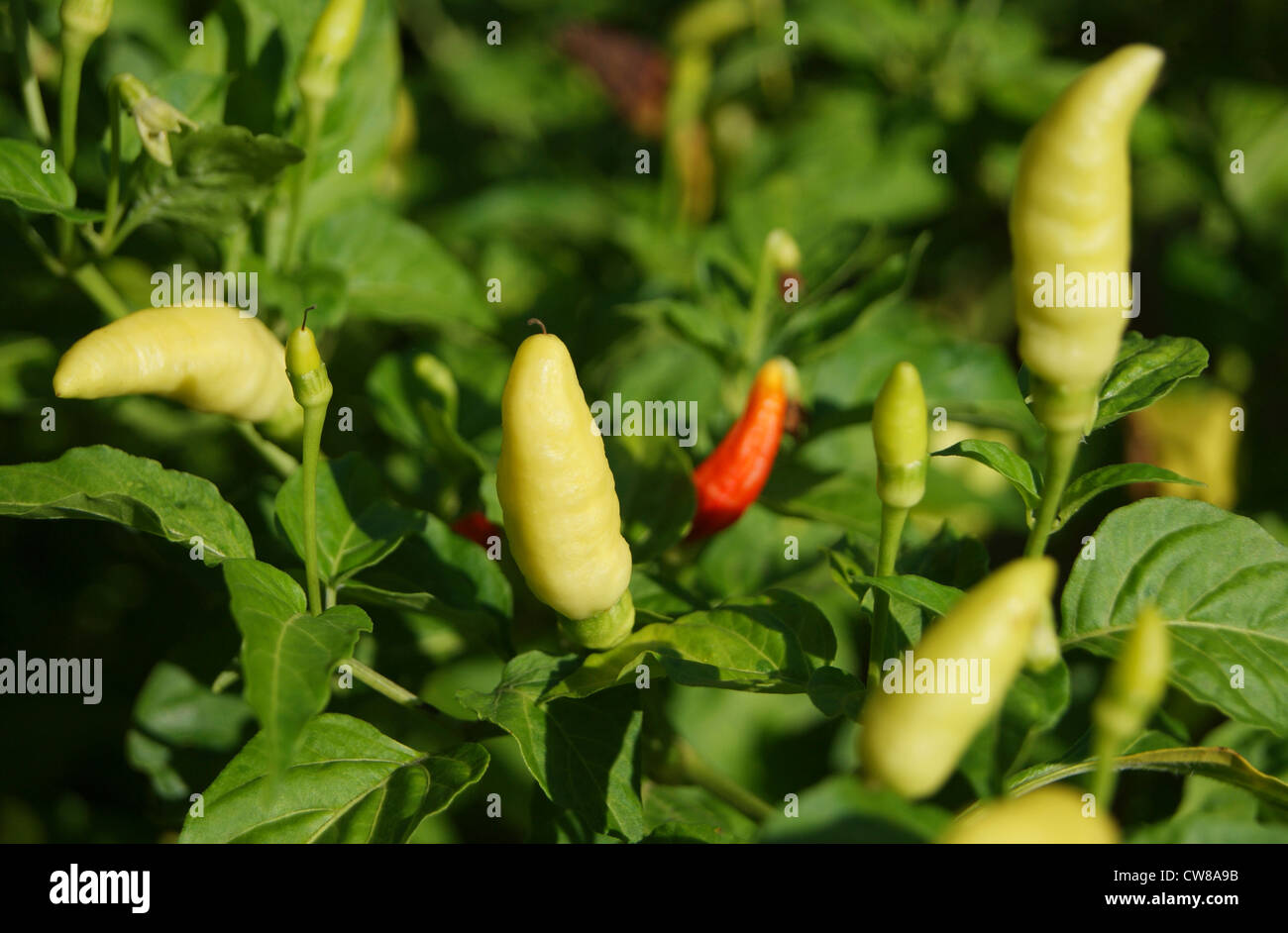 Plante ornementale sur piments ( poivre plantes fraîches ou de plantes) Capsicum annuum Piment au Kerala en Inde sur le terrain Banque D'Images