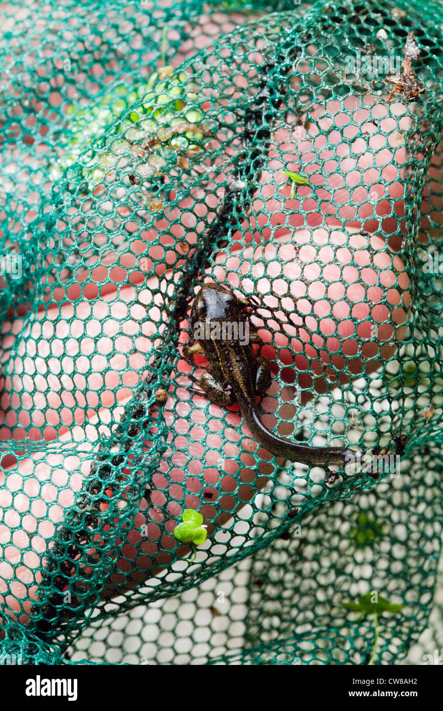 Leitmotiv Capa Tischlampe main image 0