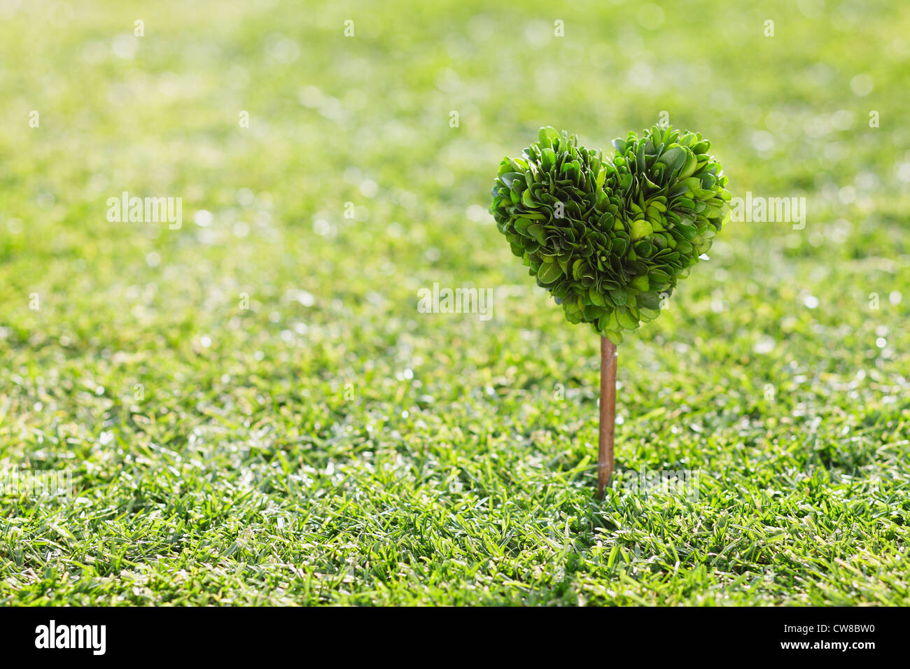 Forme de coeur Tree In Grassy Field Banque D'Images