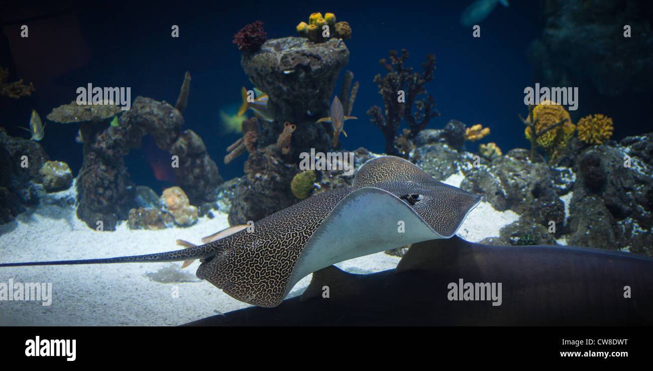 Leopard ray natation en mer Banque D'Images