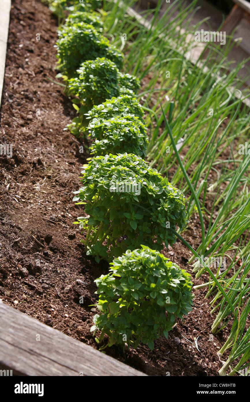Le basilic et la ciboulette dans un jardin d'herbes Banque D'Images
