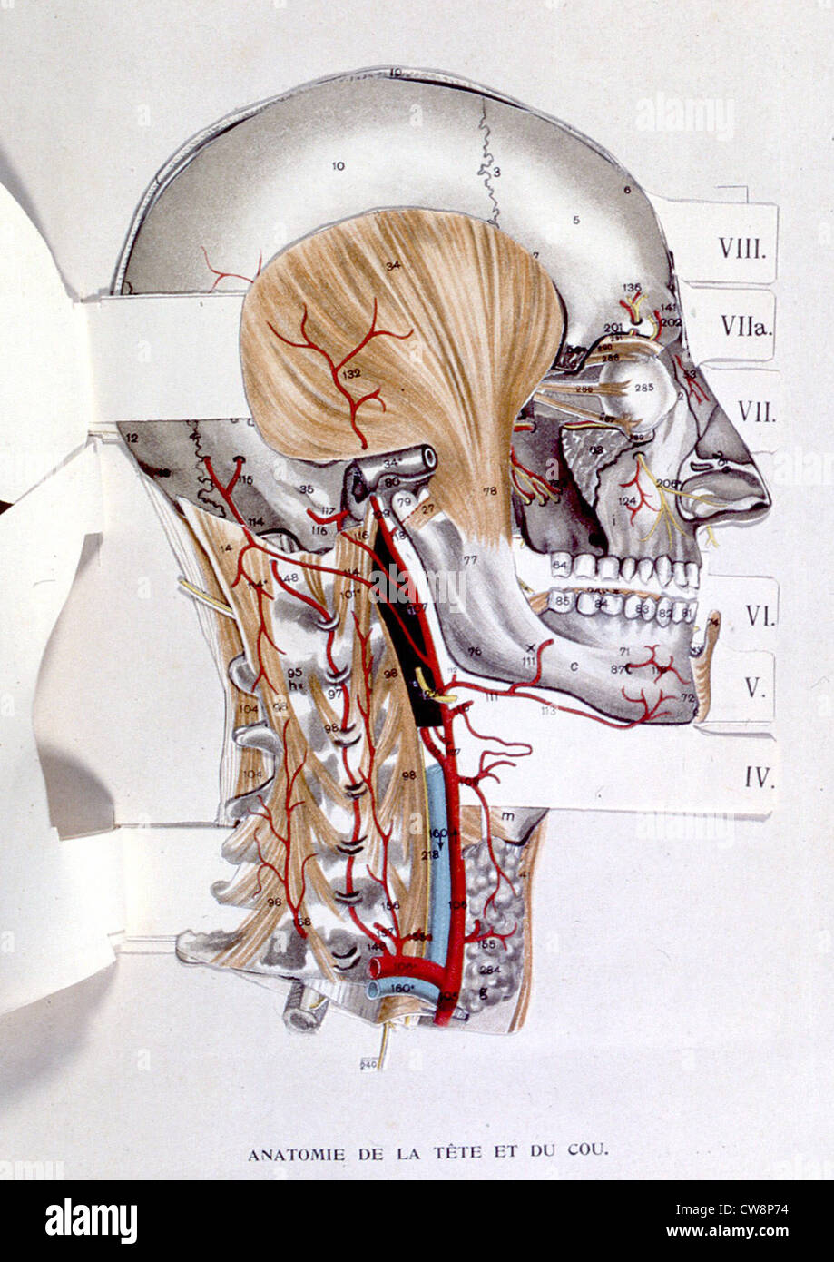 anatomie du cou humain