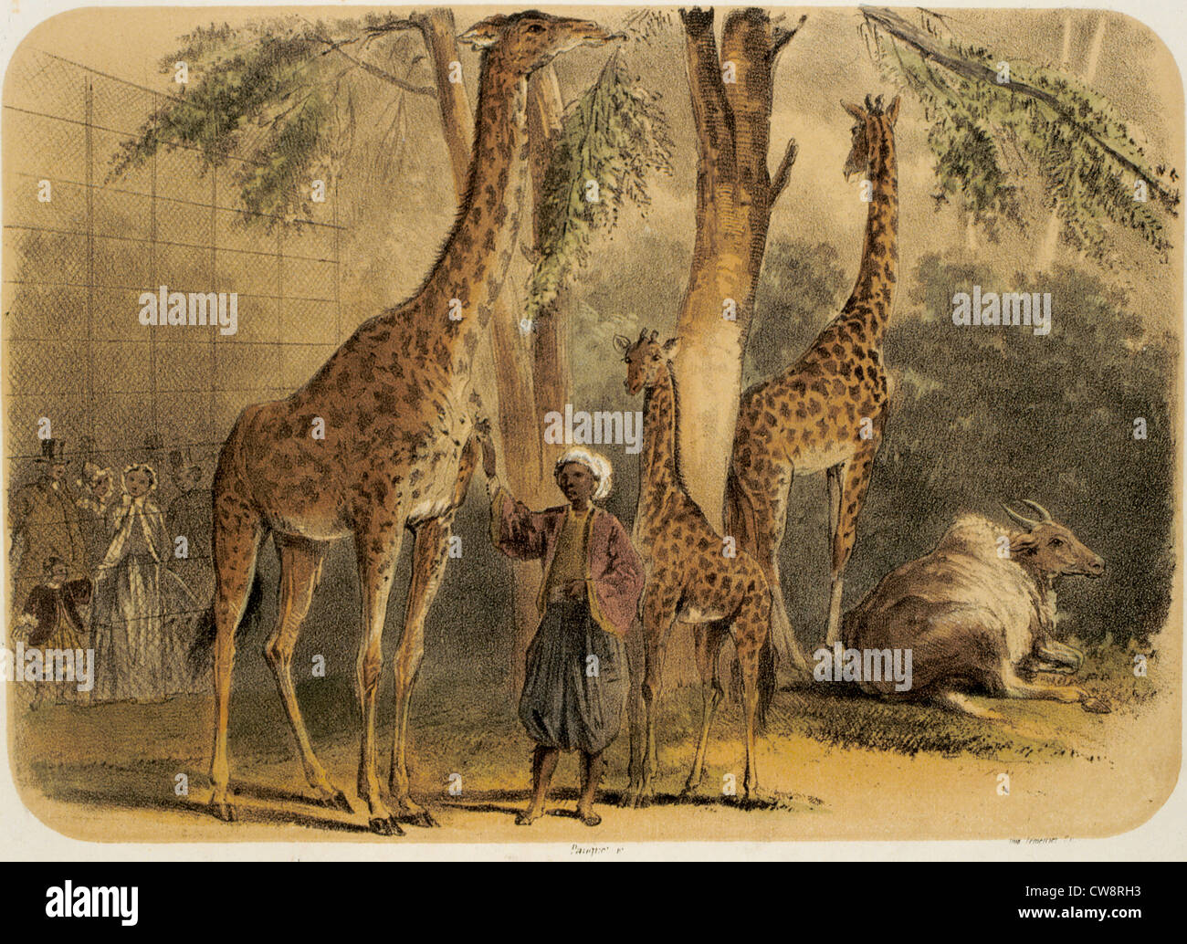 giraffe 19th century banque d image et photos alamy
