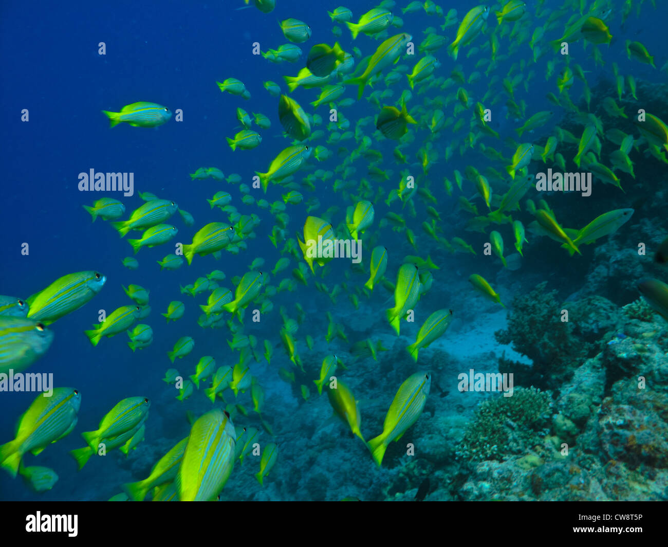 De l'école de nage des poissons chirurgien sur les récifs coralliens à grande barrière de corail en Australie Banque D'Images