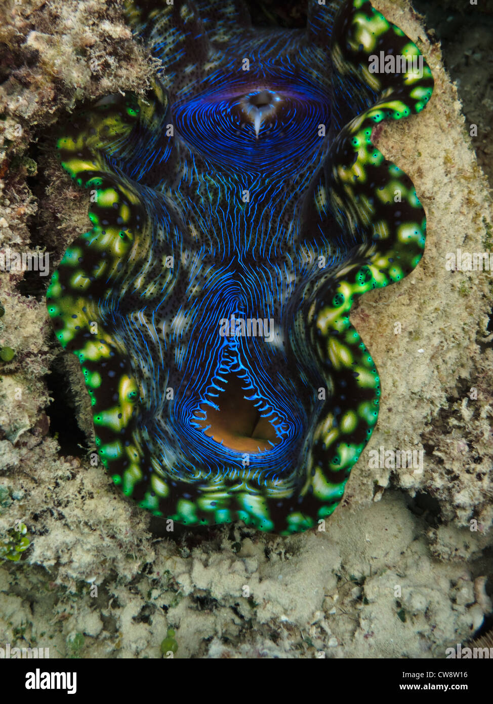Vue rapprochée de la bouche ouverte d'un coloré bénitier, Tridacna maxima, à Great Barrier Reef Marine Park Australie Banque D'Images