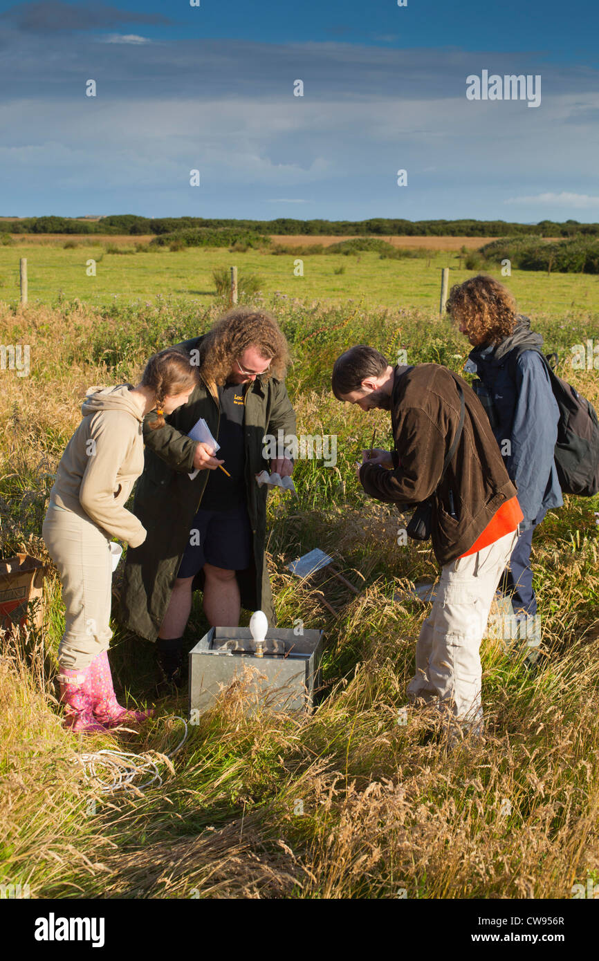 À la recherche à une espèce de piège ; Windmill Farm, Cornwall, UK Banque D'Images