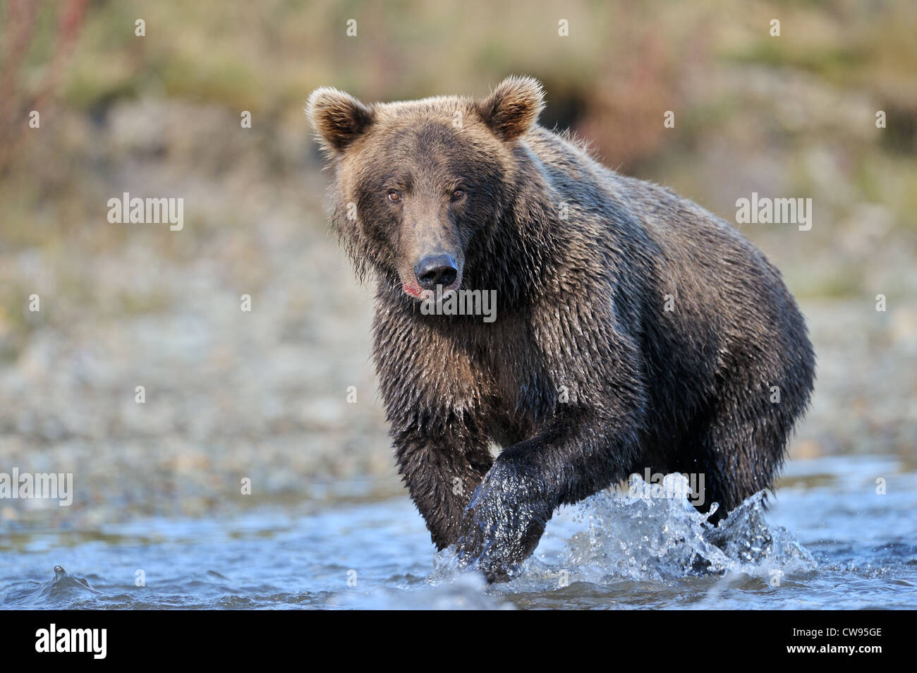 Ours grizzli (Ursus arctos horribilis) pêche en rivière, looking at camera, Katmai national park, Alaska, USA. Banque D'Images