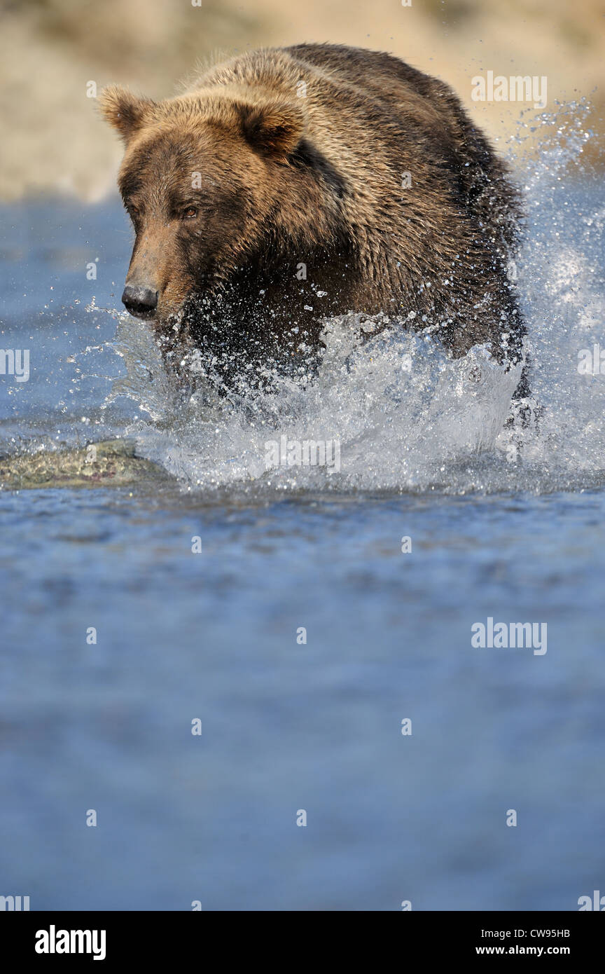 Ours grizzli (Ursus arctos horribilis) pêche en rivière, Katmai national park, Alaska, USA. Banque D'Images